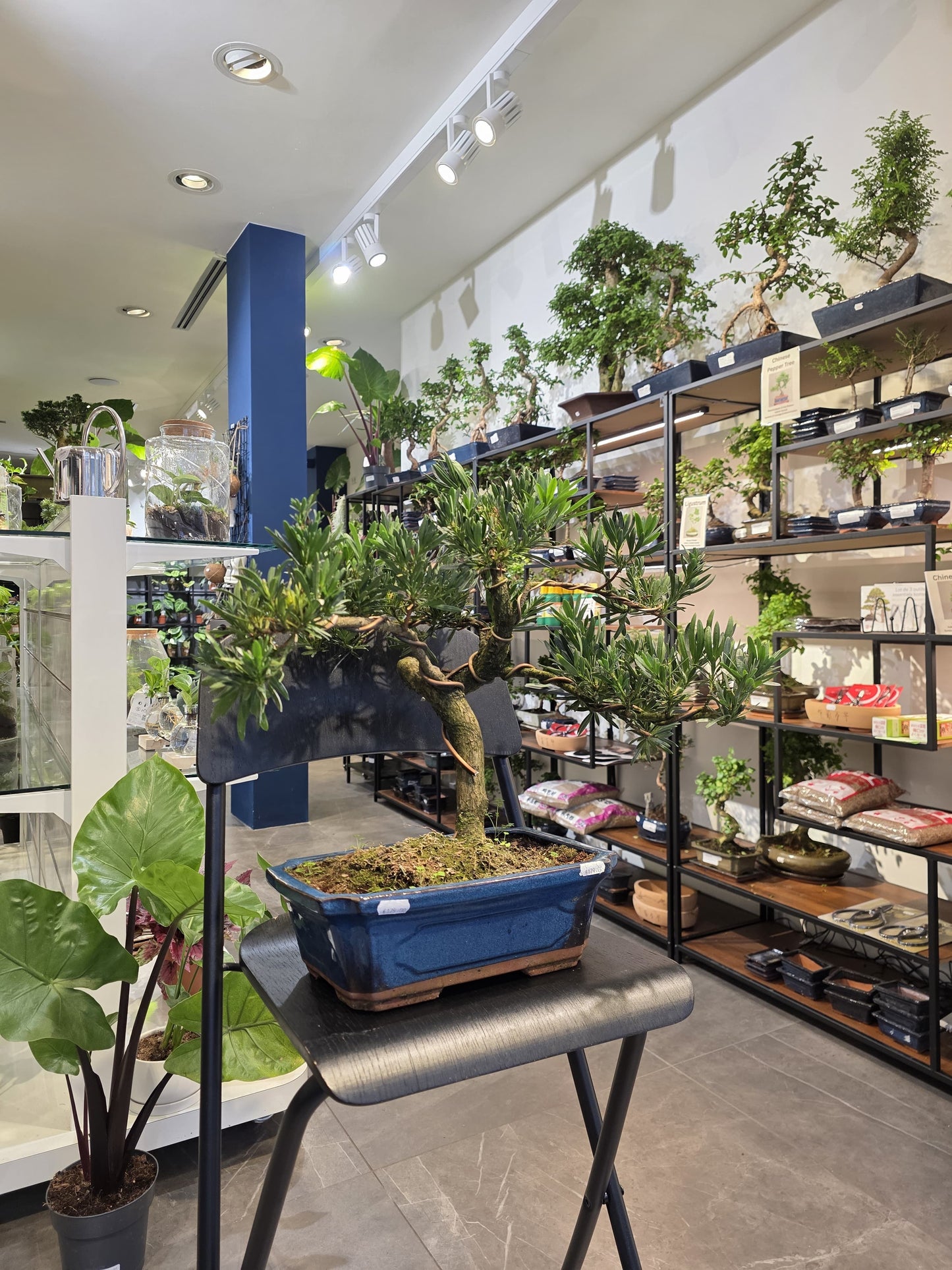 Buddha’s Pine (Podocarpus)