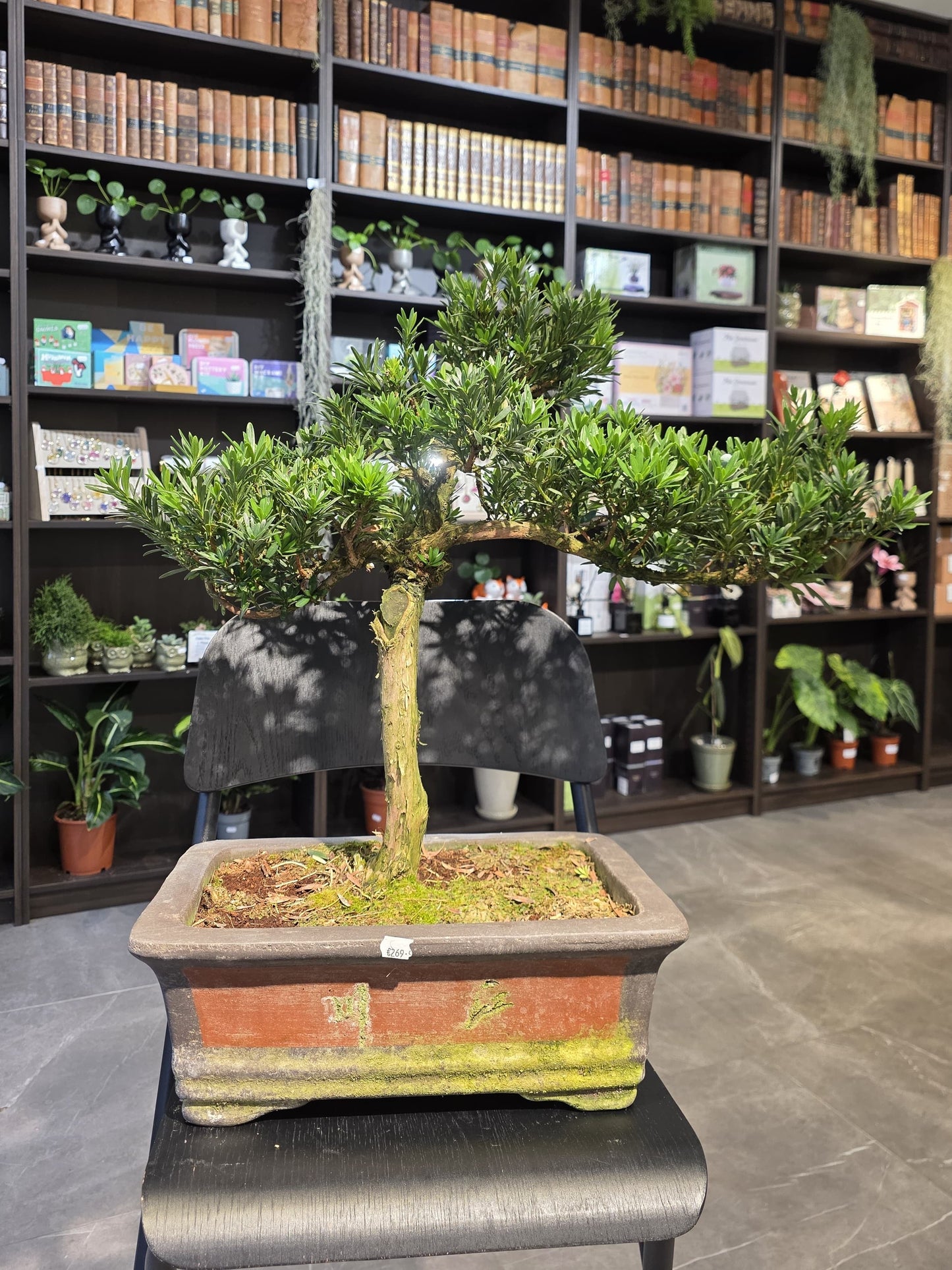 Buddha’s Pine (Podocarpus)