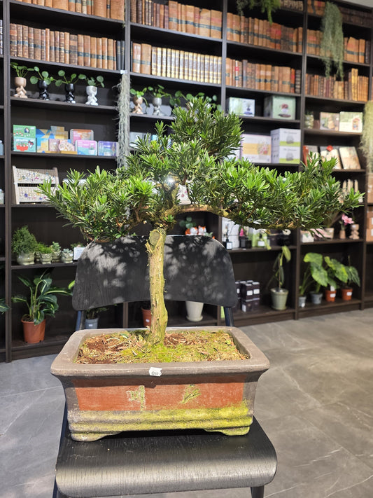 Buddha’s Pine (Podocarpus)