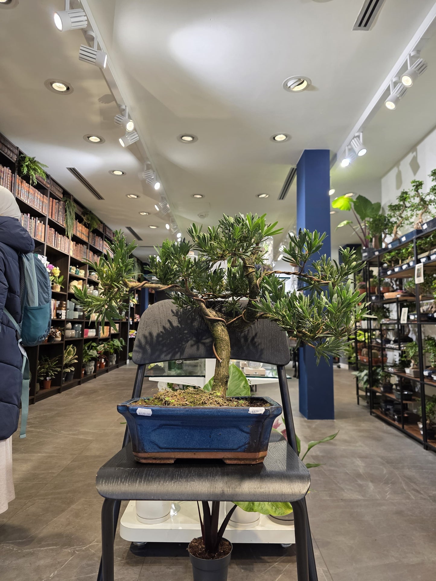 Buddha’s Pine (Podocarpus)