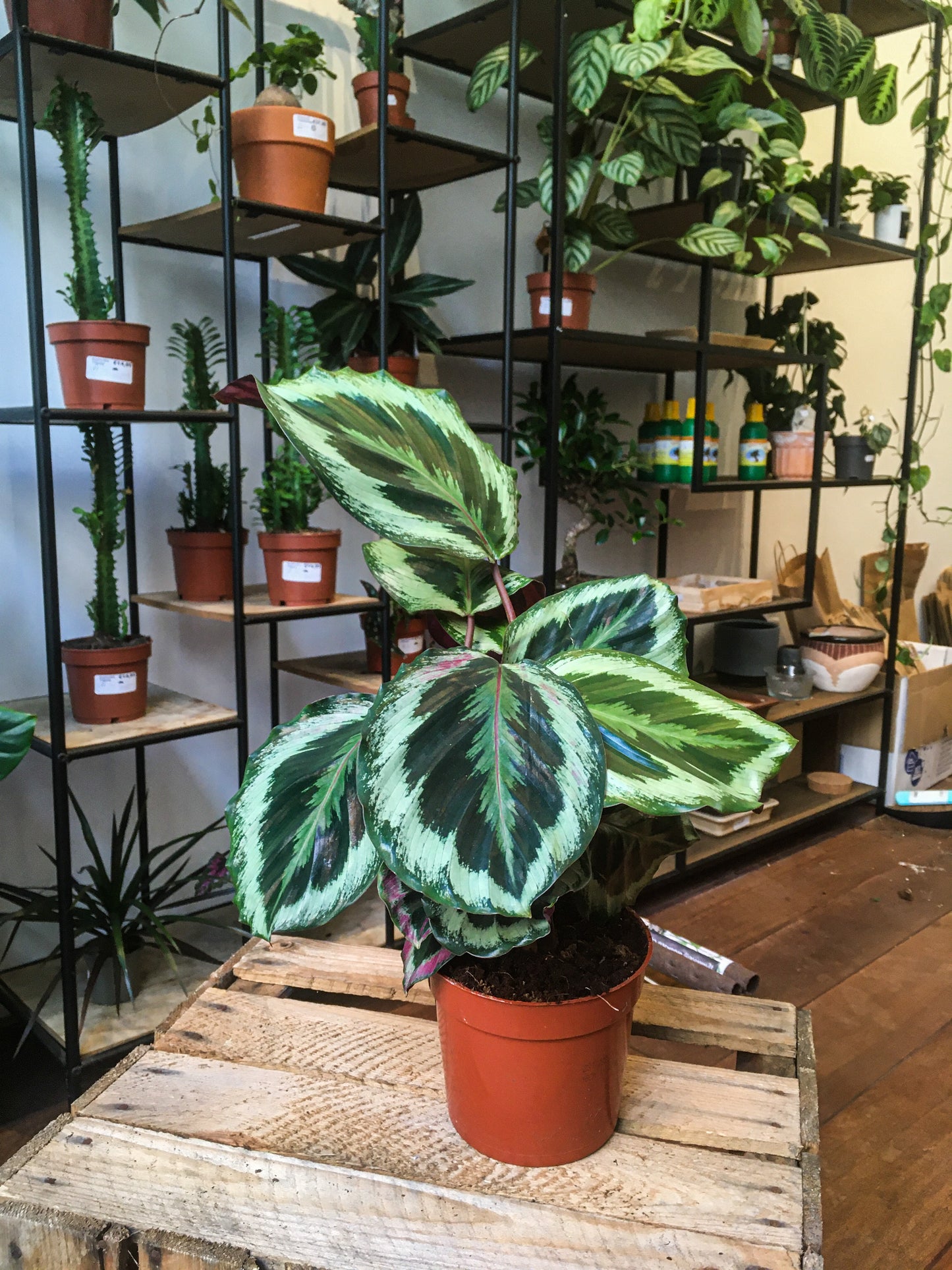 Calathea Medallion