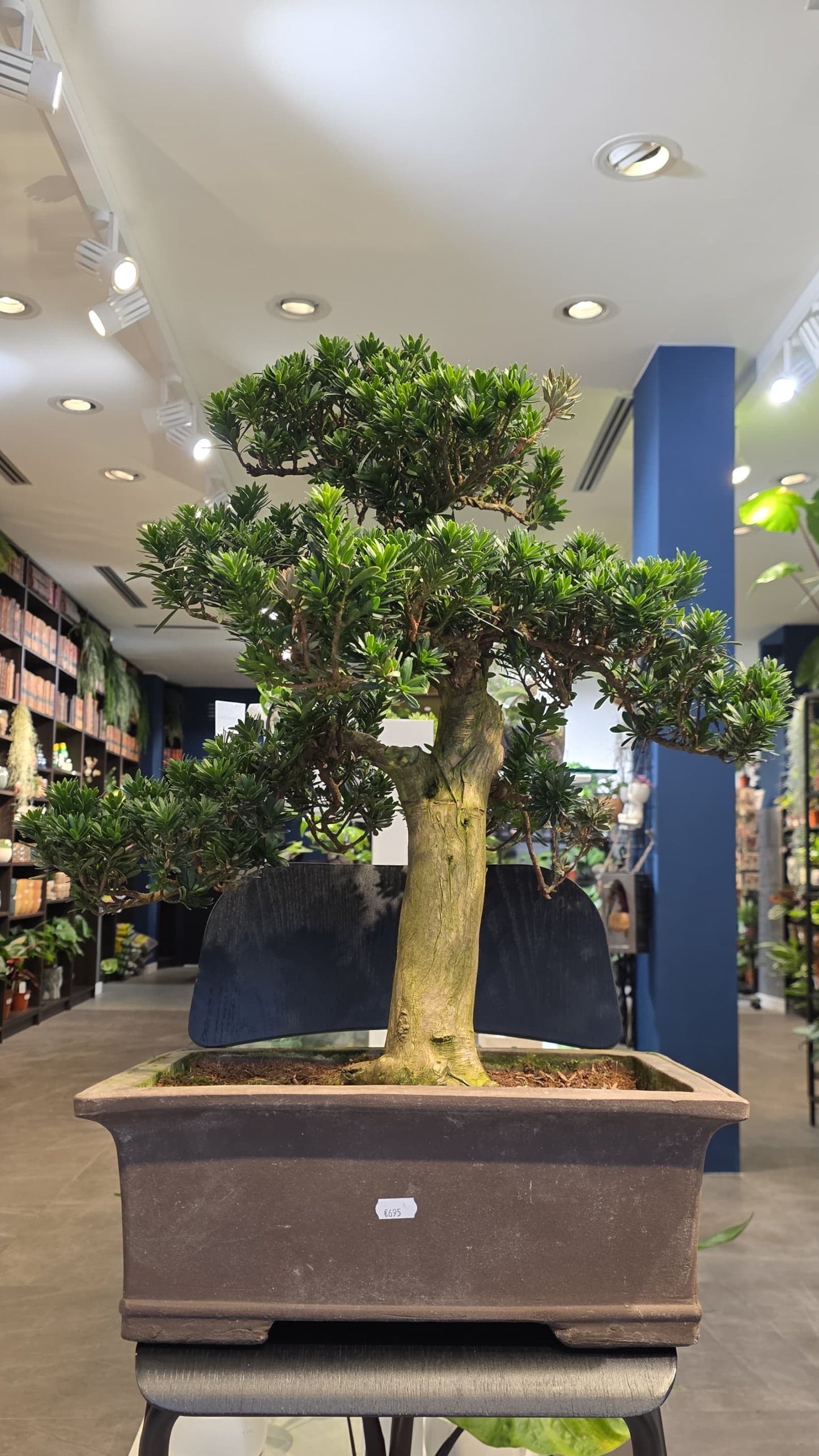 Buddhist Pine (Podocarpus)