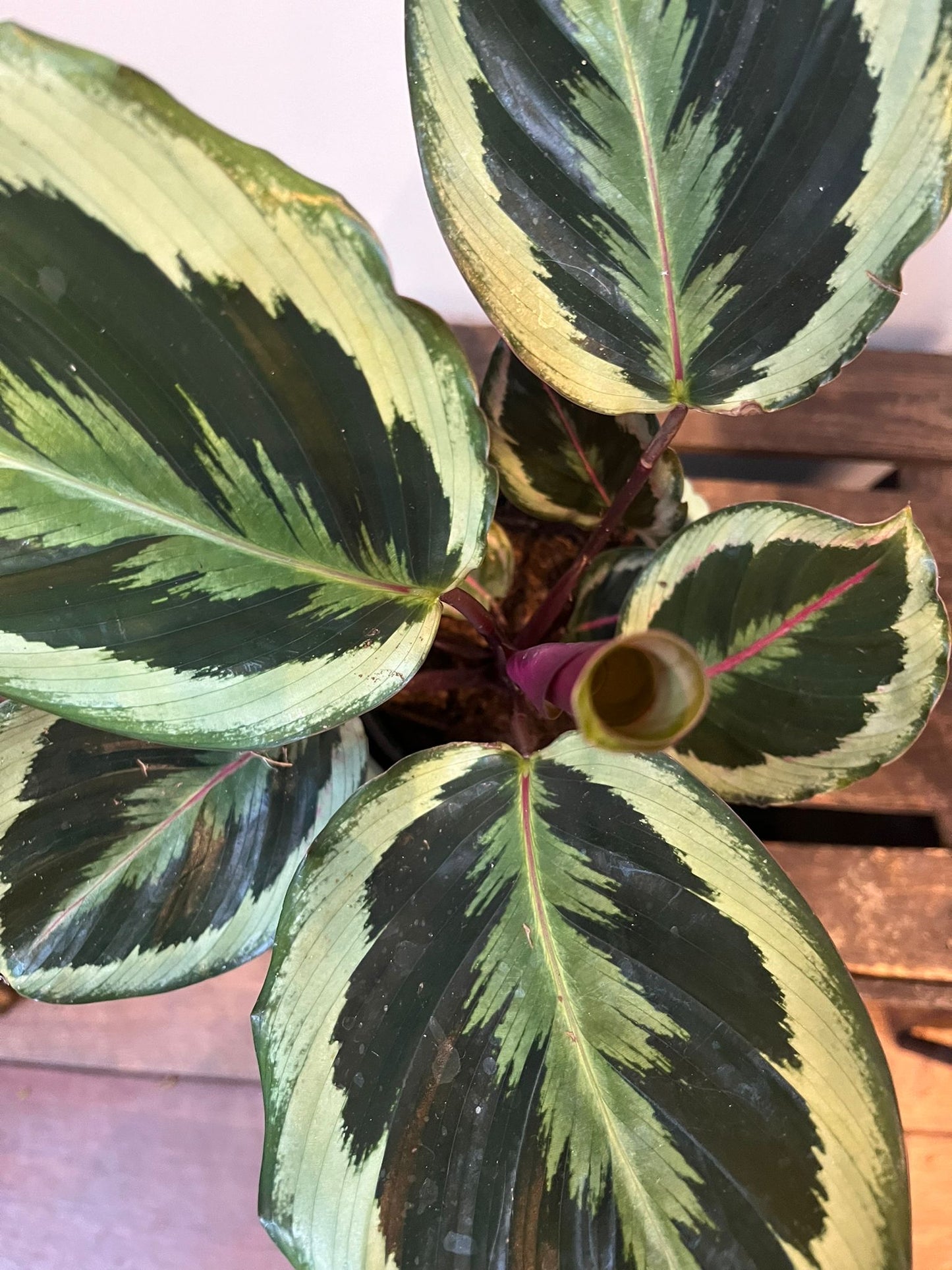 Calathea Medallion