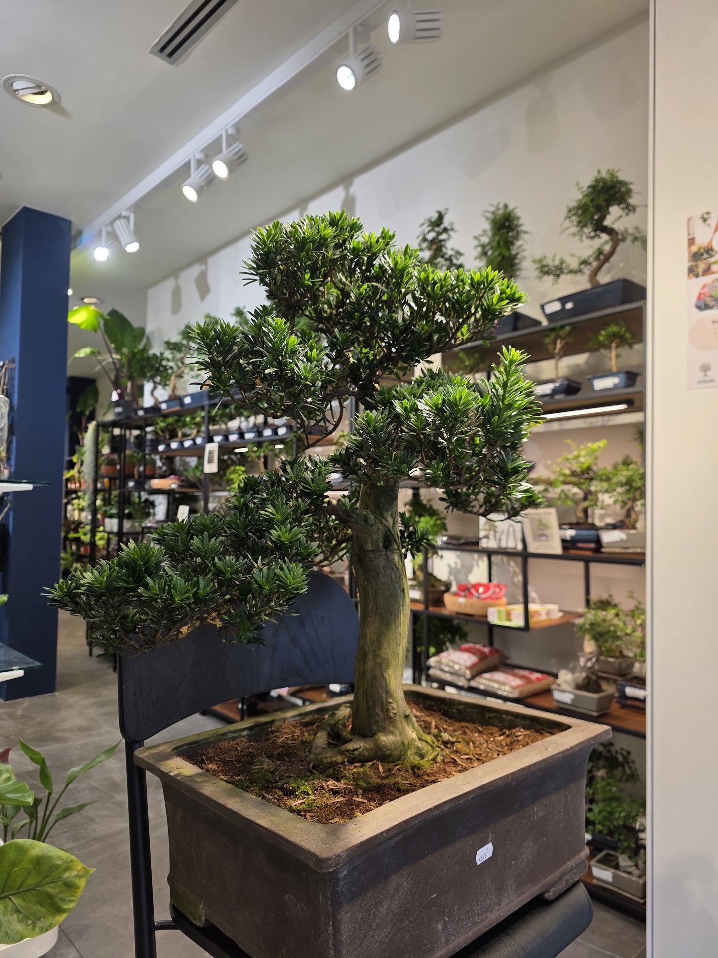 Buddhist Pine (Podocarpus)