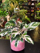 Load image into Gallery viewer, Calathea &quot;Fusion White&quot;
