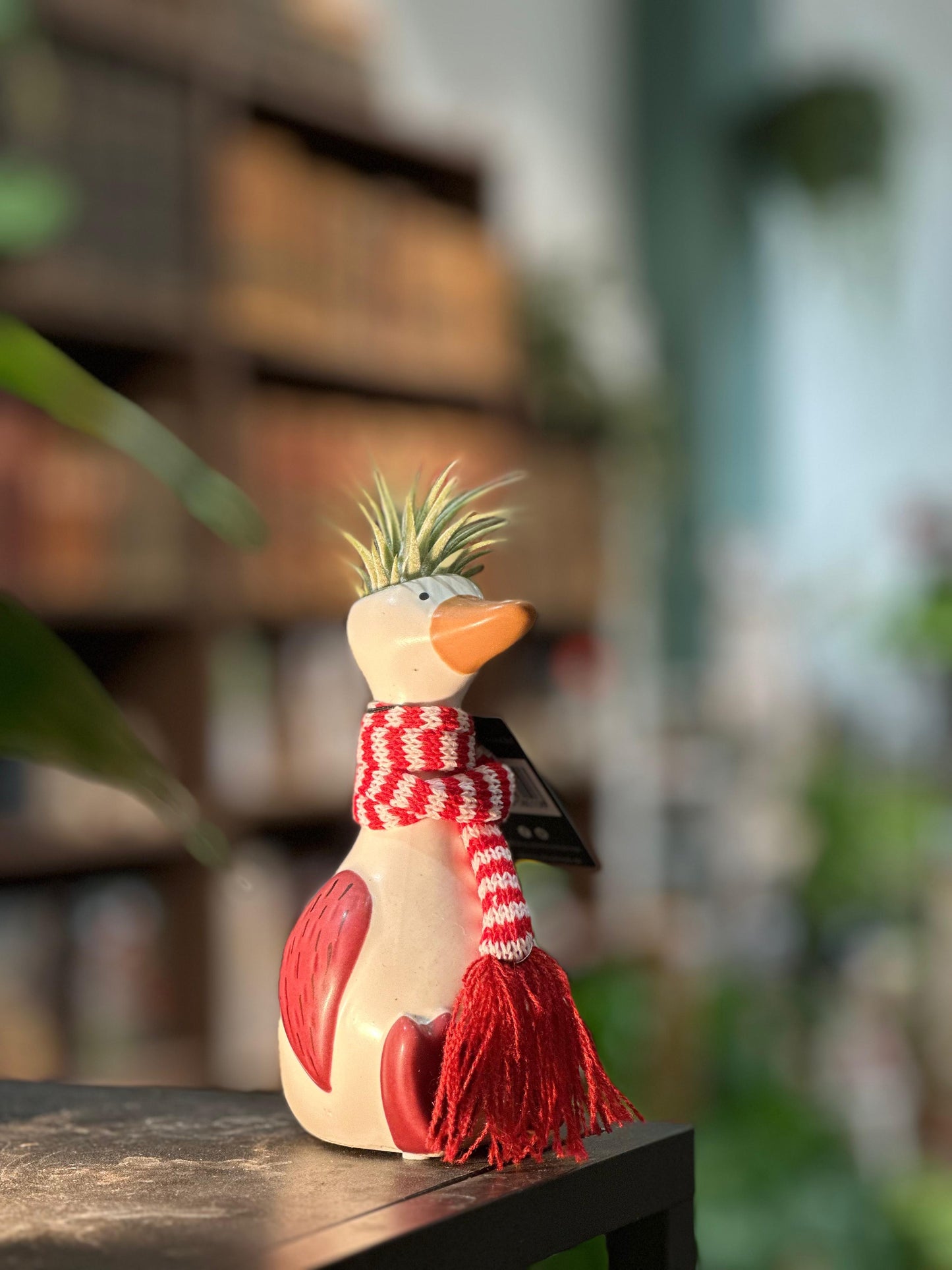 Air plant in goose pot