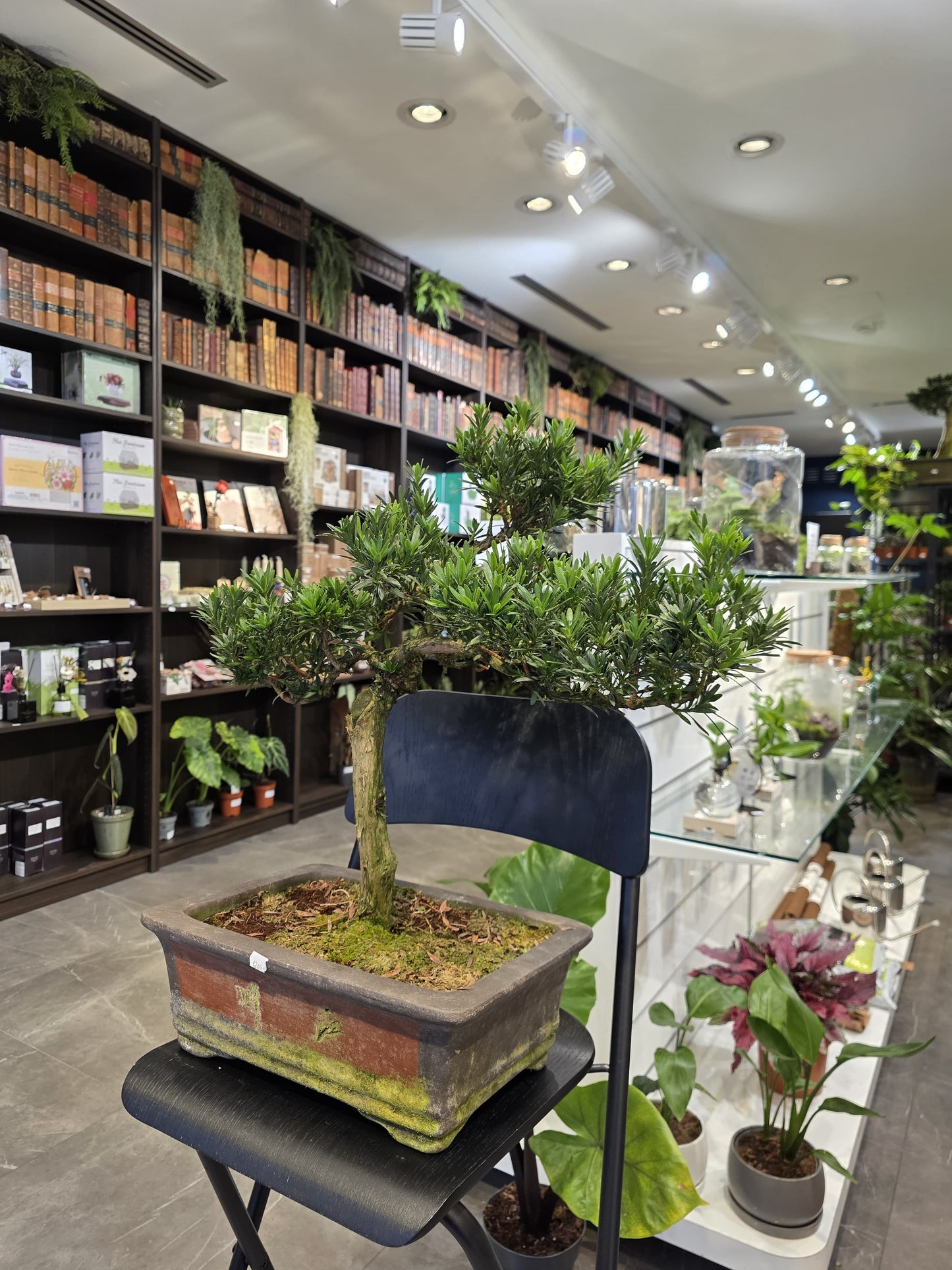 Buddha’s Pine (Podocarpus)