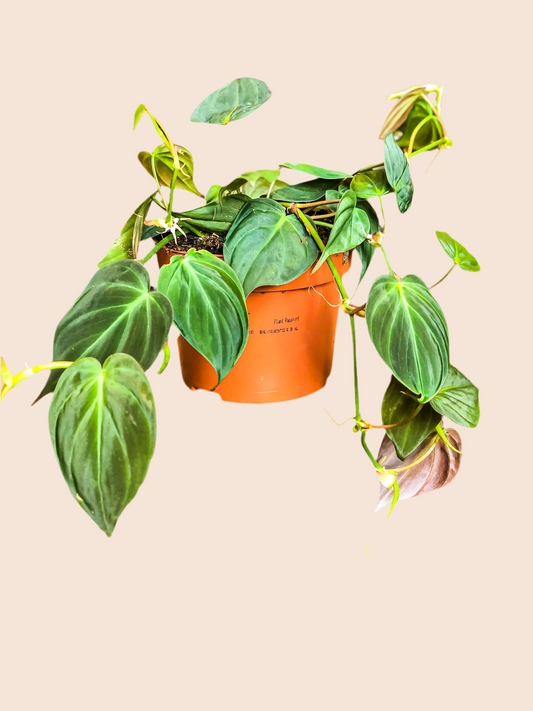 Philodendron Scandens