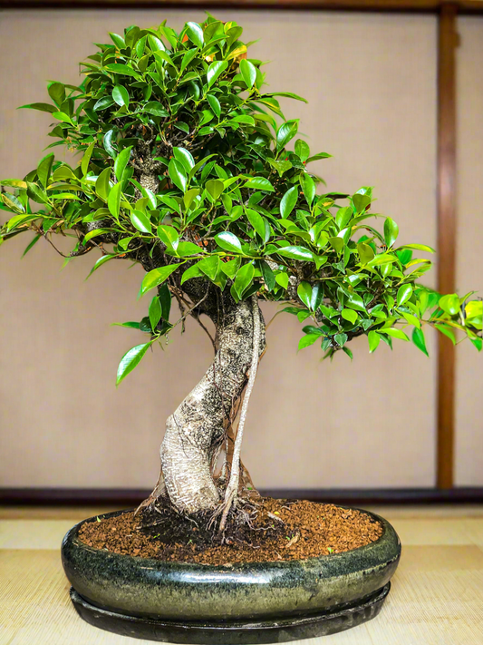Grote ficus bonsai met luchtwortel
