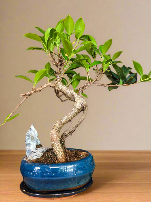 Ficus Bonsai with a Rock Scene - Medium Large