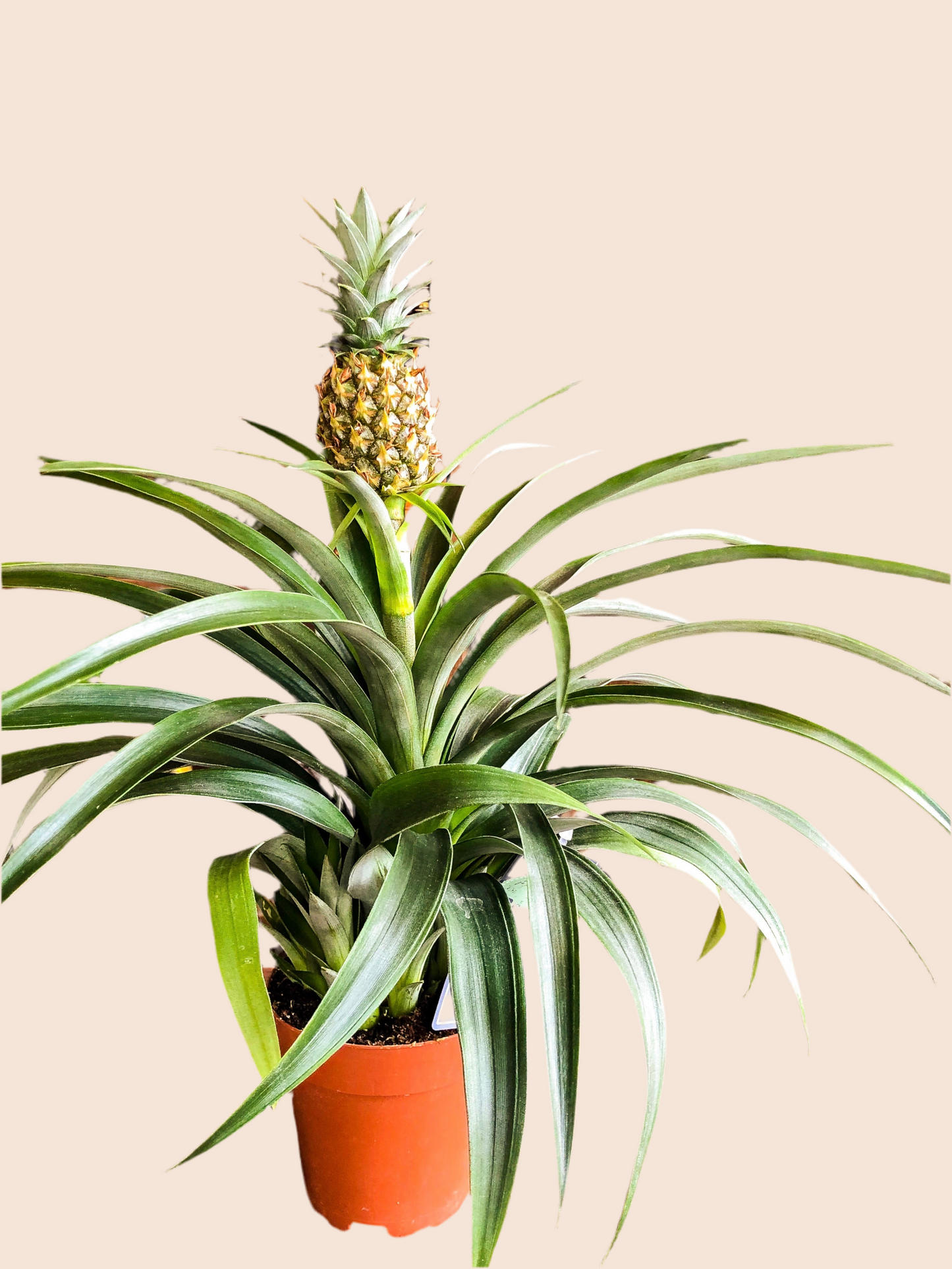 Pineapple Plant