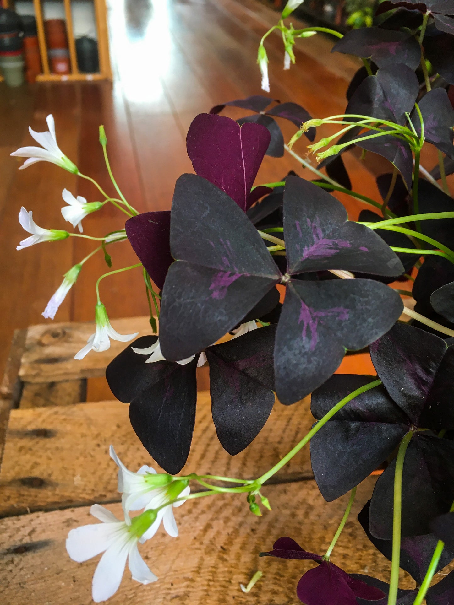 Purple Oxalis