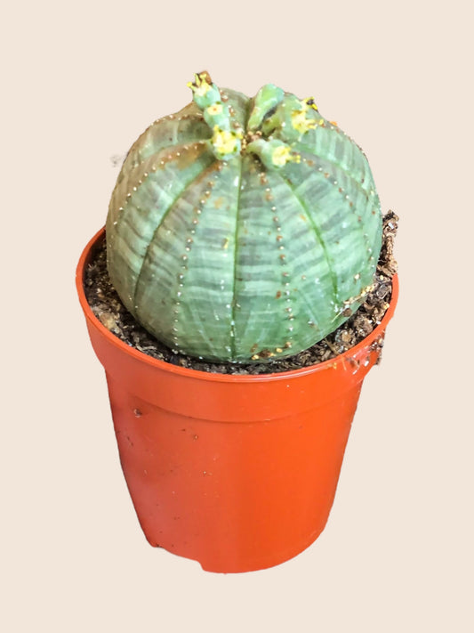 Mini Euphorbia Honkbalplant (Obesa)
