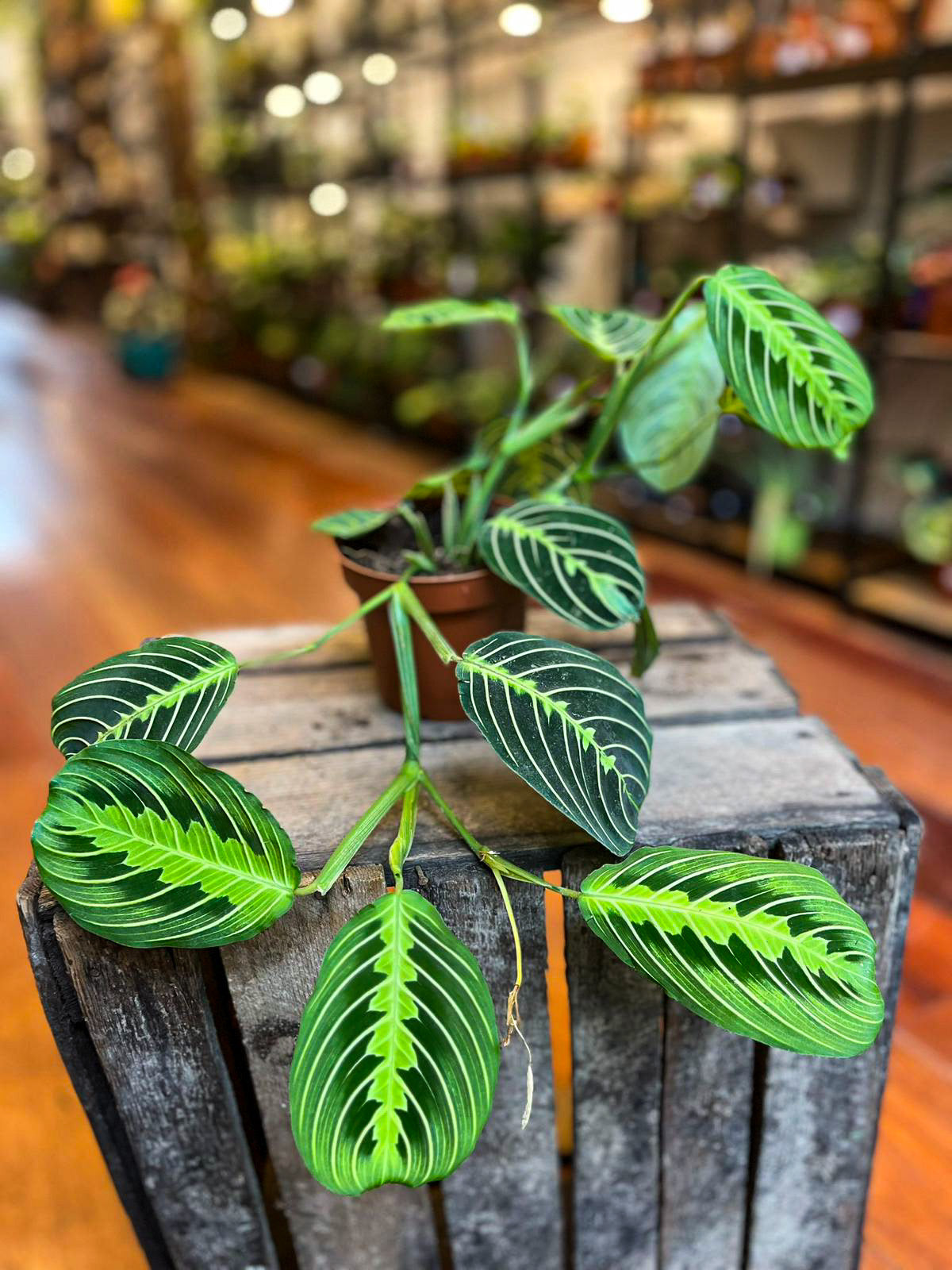 Maranta Lemon Lime