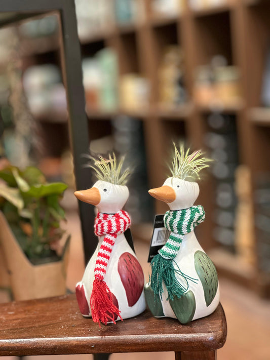 Air plant in goose pot