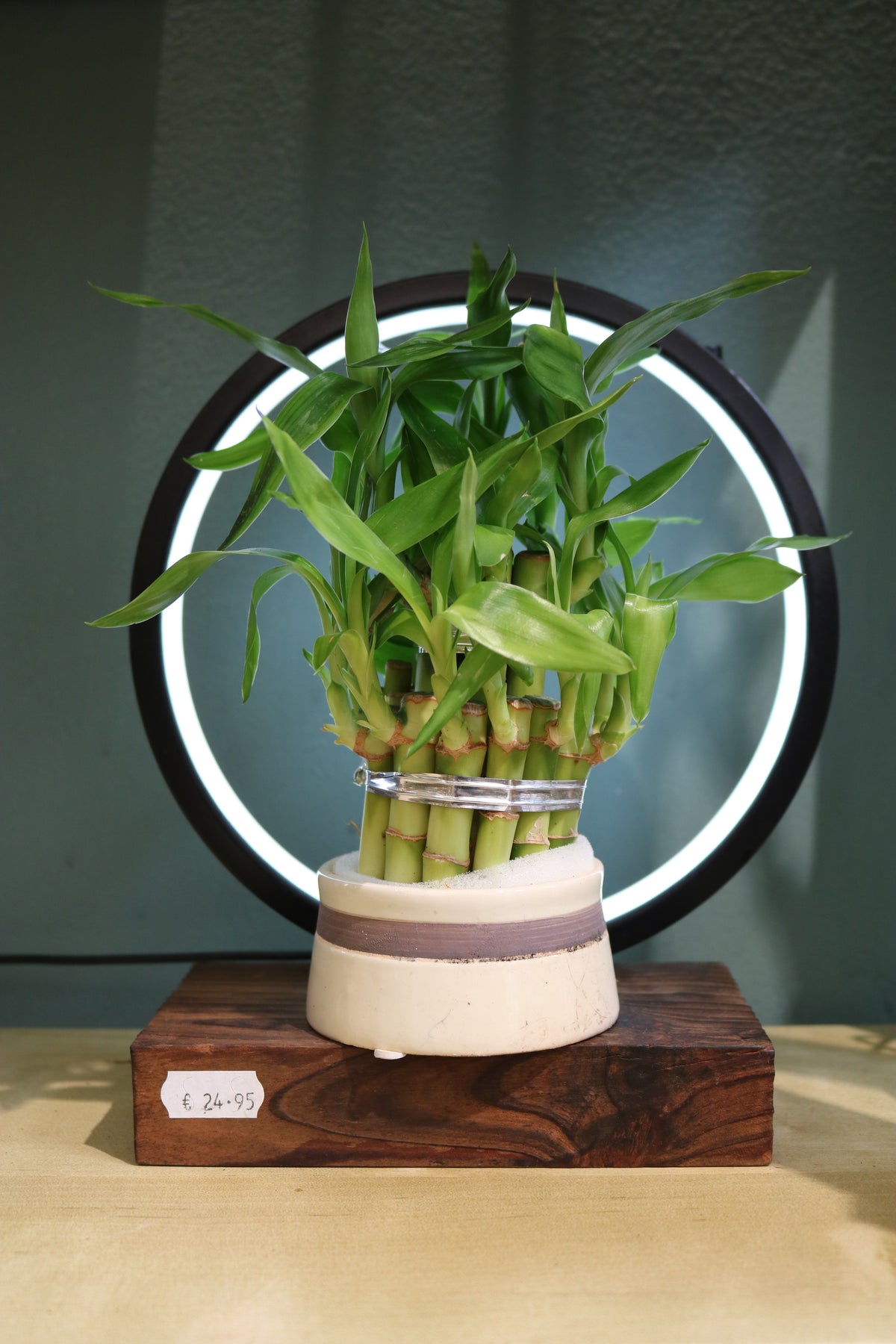 Lucky Bamboo