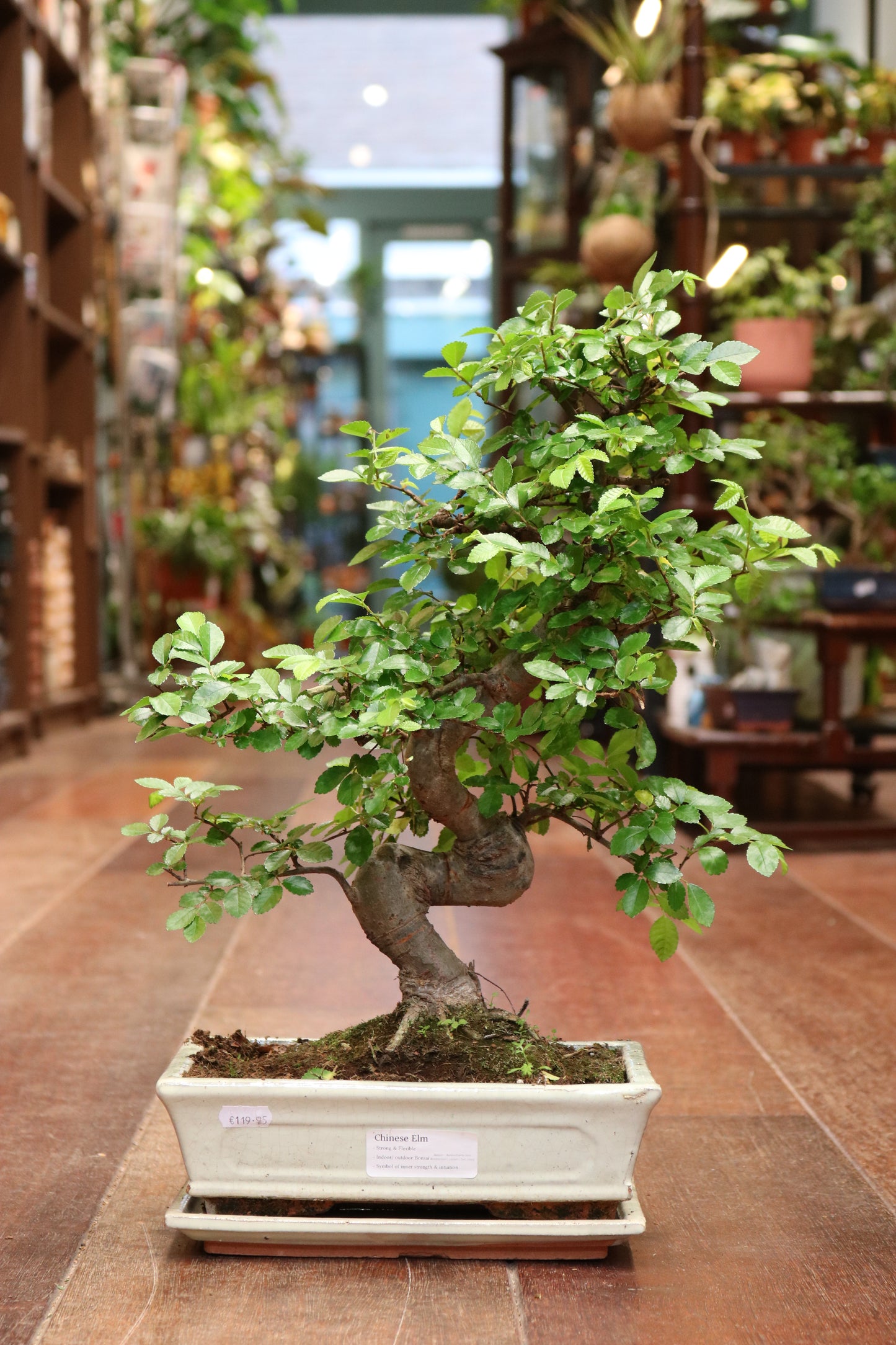 Chinese Elm Bonsai | Moyogi Style (S-shaped, Informal Upright Style)