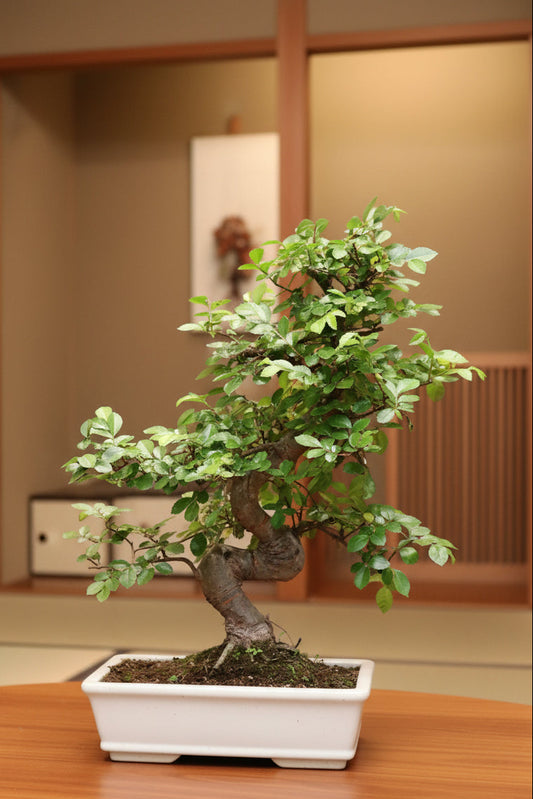 Chinese Elm Bonsai | Moyogi Style (S-shaped, Informal Upright Style)