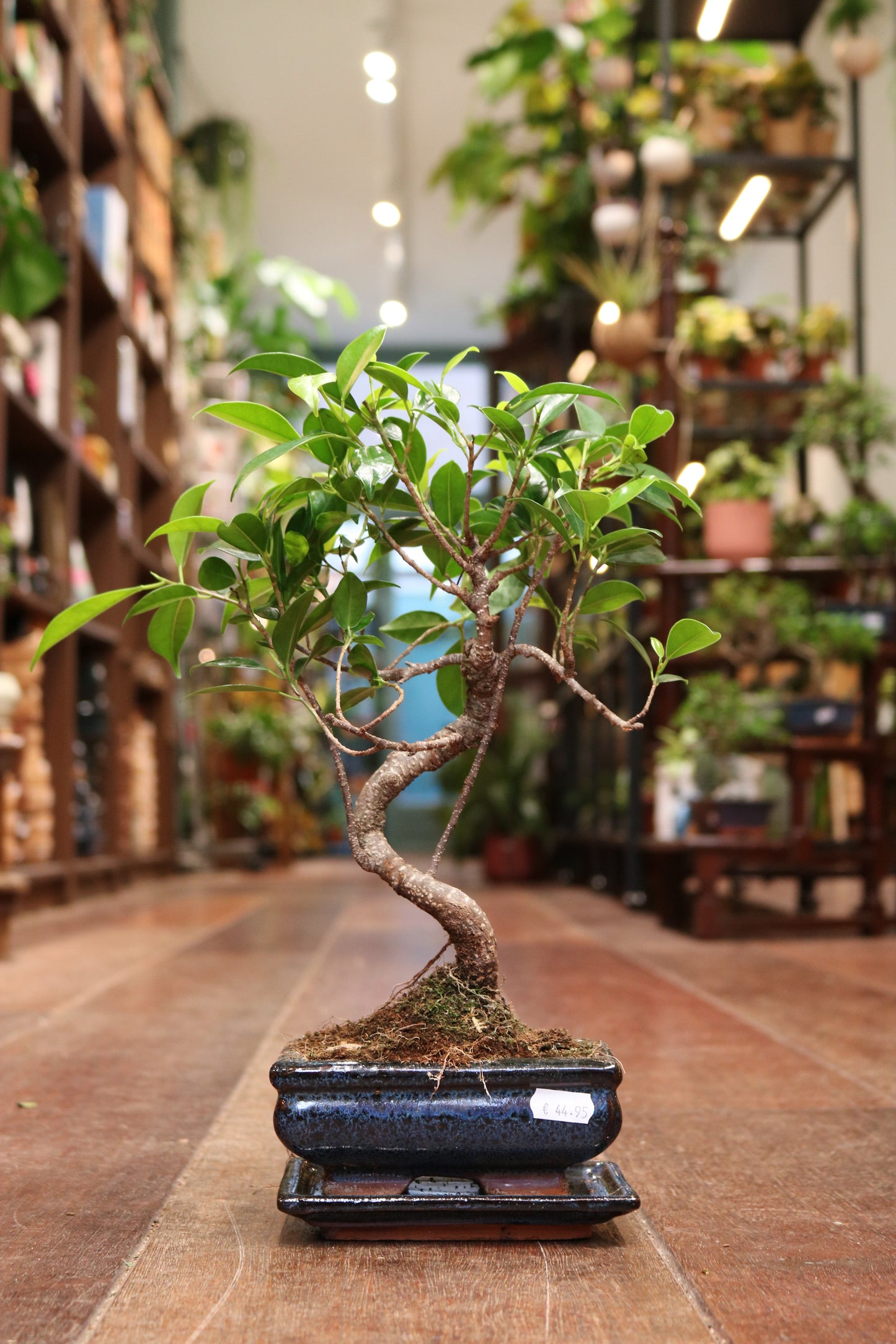Ficus Bonsai | Moyogi Style (S-shaped)