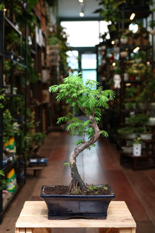 Golden Larch Pseudolarix Bonsai