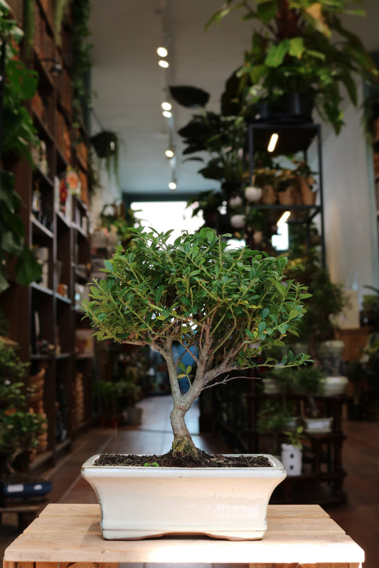 Ilex Bonsai