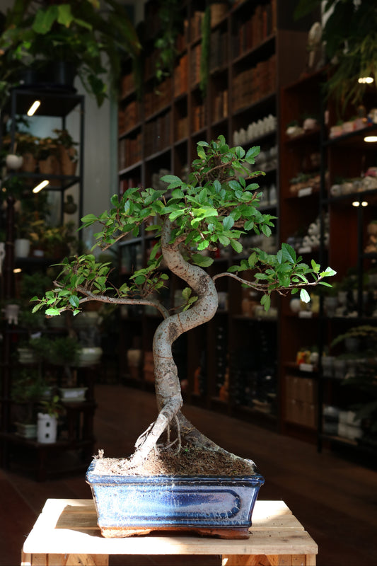 Chinese Elm Bonsai | Moyogi Style (S-shaped, Informal Upright Style)