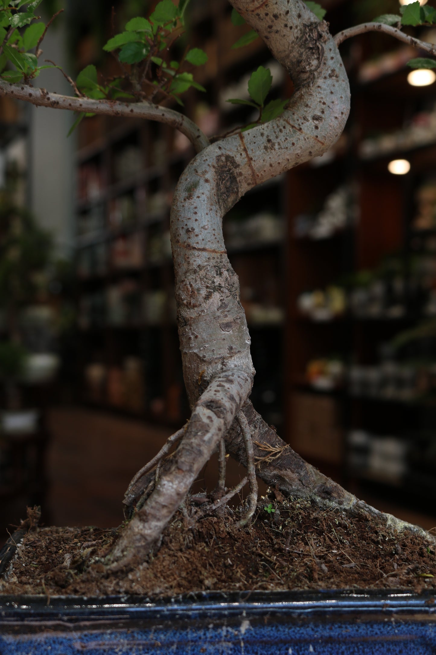 Chinese Elm Bonsai | Moyogi Style (S-shaped, Informal Upright Style)