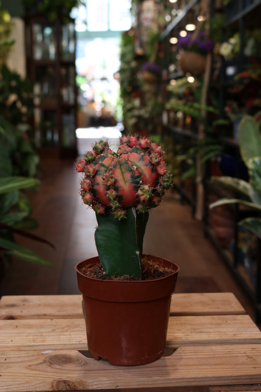 Gymnocalycium mihanovichii "Moon Cactus"
