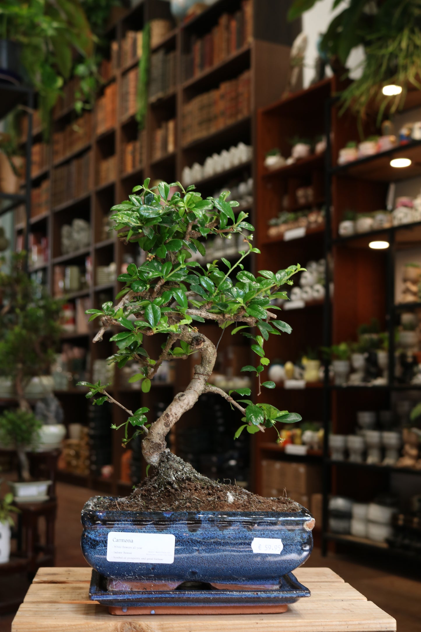 Carmona Bonsai | Moyogi Style (S-shaped, Informal Upright Style)