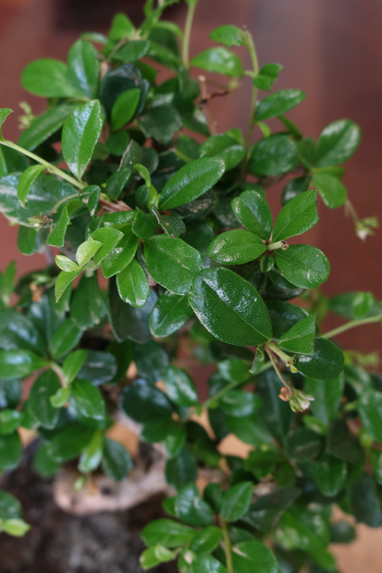 Carmona Bonsai | Moyogi Style (S-shaped, Informal Upright Style)