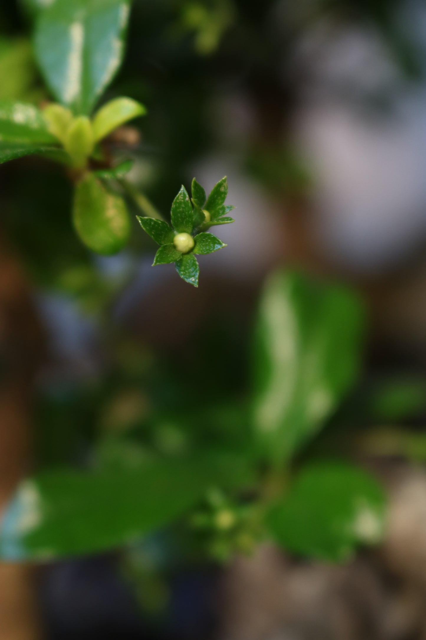 Carmona Bonsai | Moyogi Style (S-shaped, Informal Upright Style)