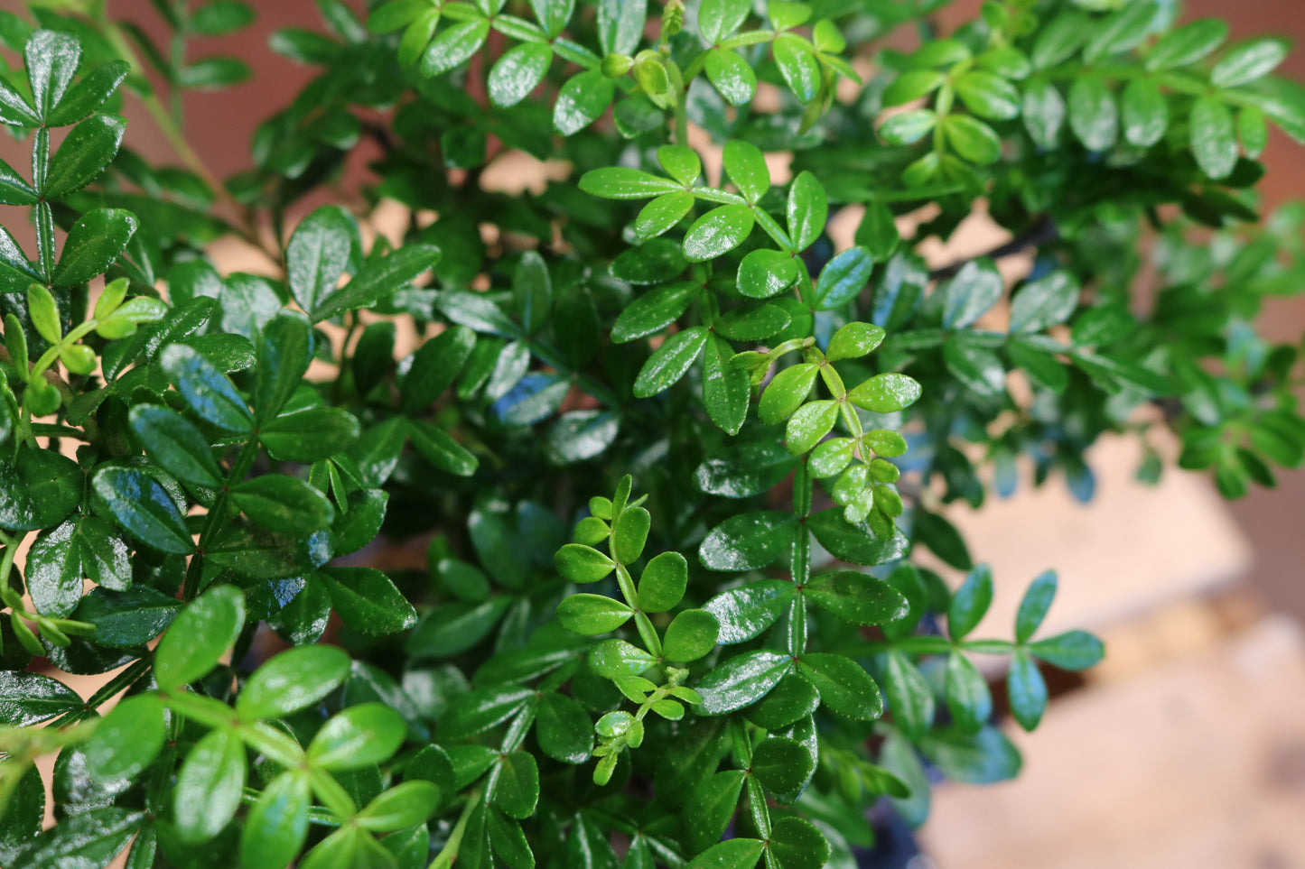 Chinese Pepper Tree (Mini)