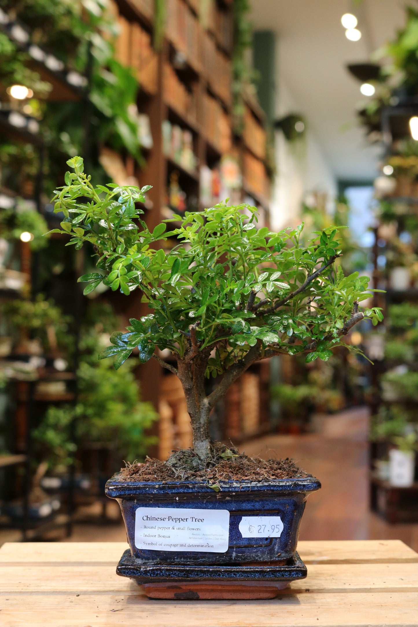 Chinese Pepper Tree (Mini)