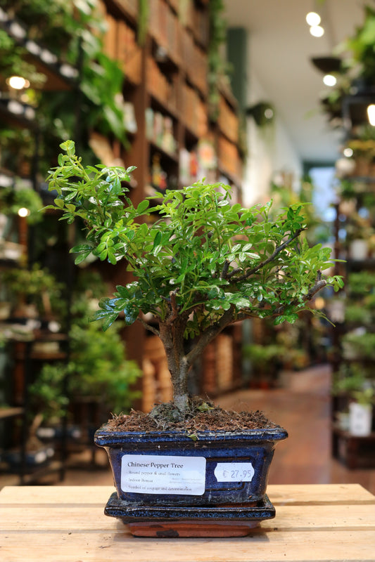 Chinese Pepper Tree (Mini)