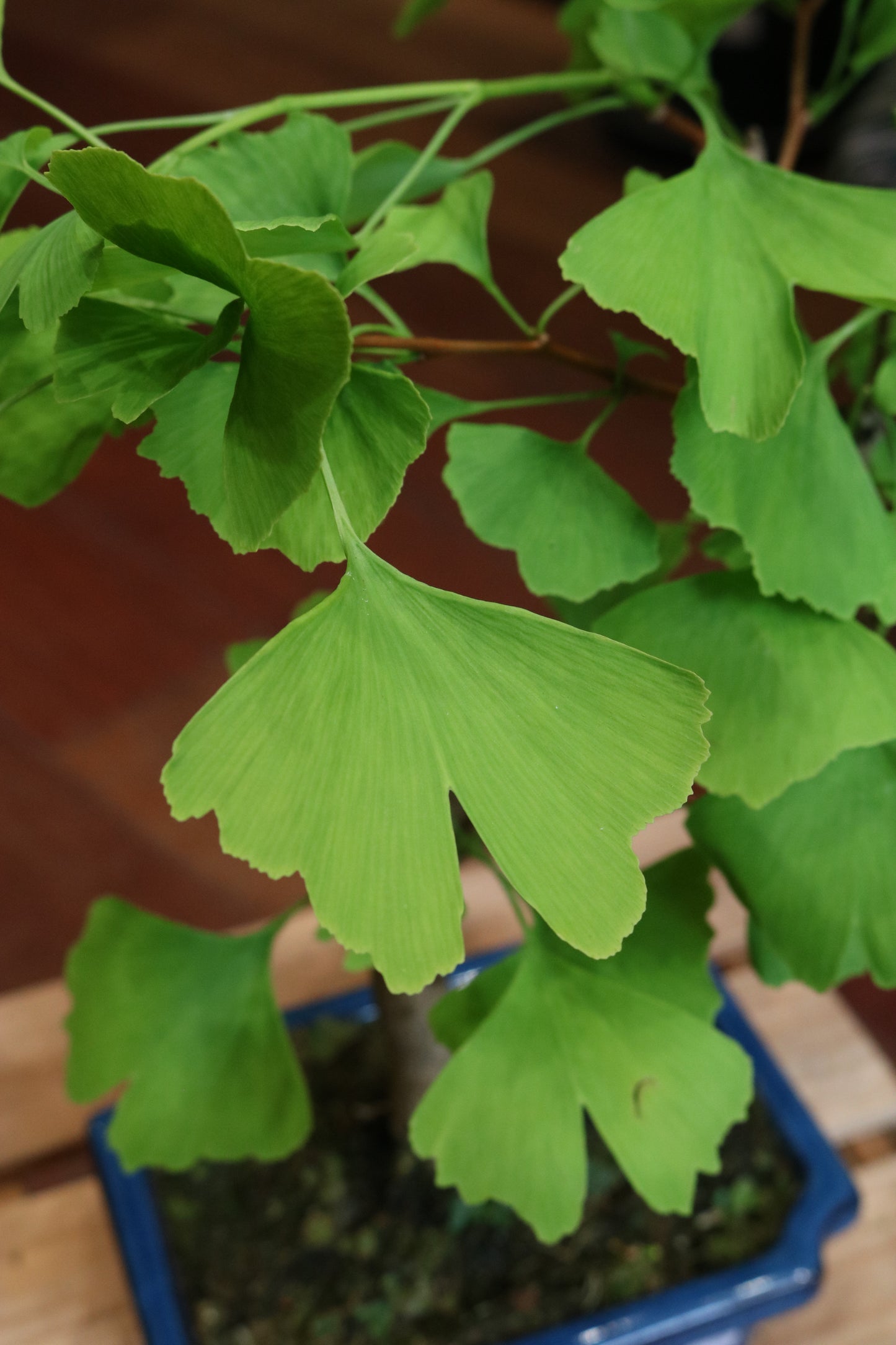 Ginkgo Bonsai