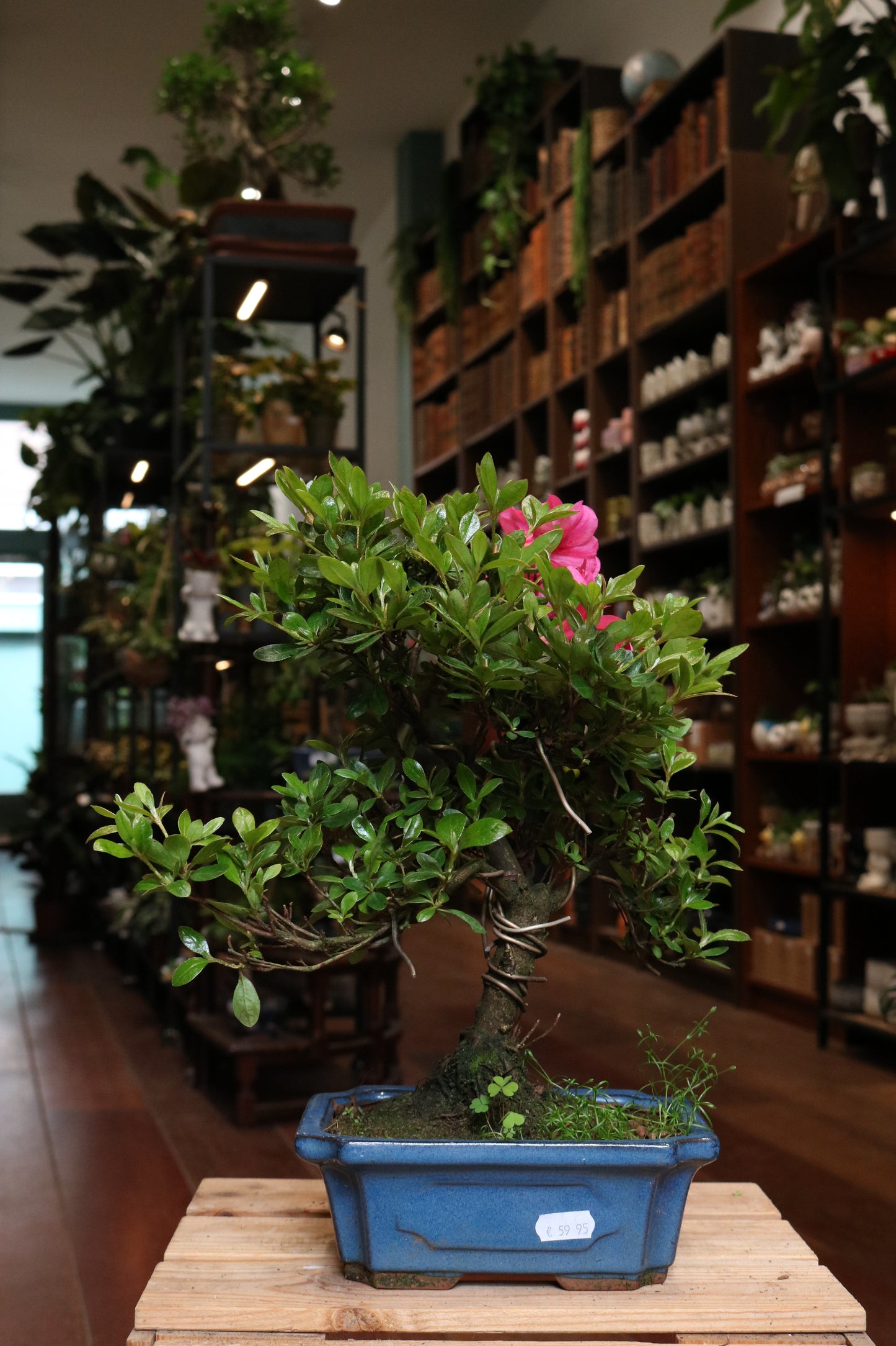 Rhododendron Bonsai