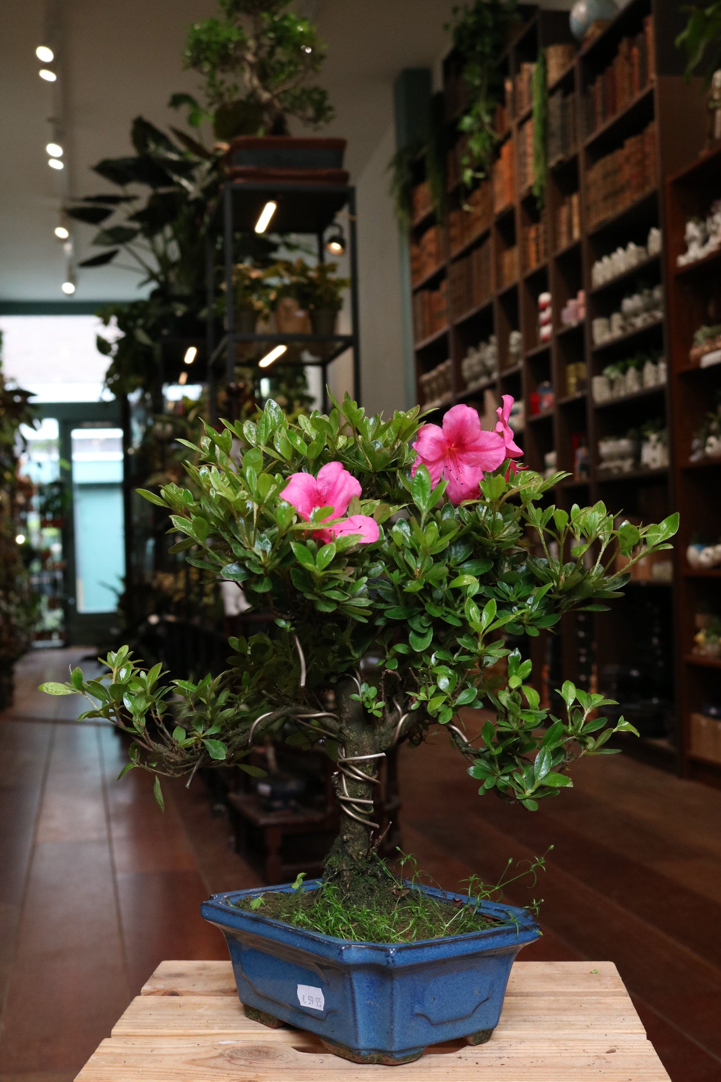 Rhododendron Bonsai