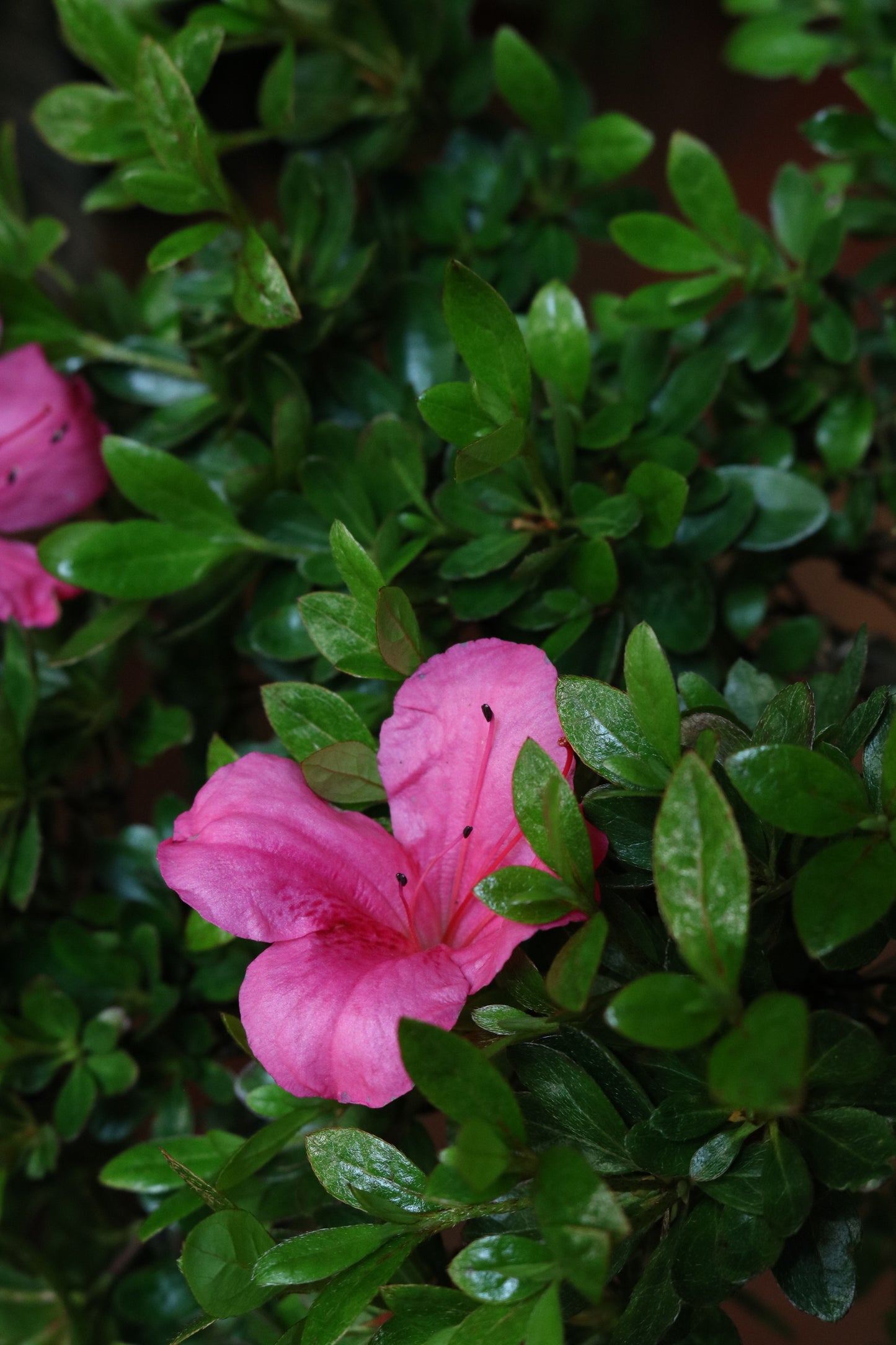 Rhododendron Bonsai