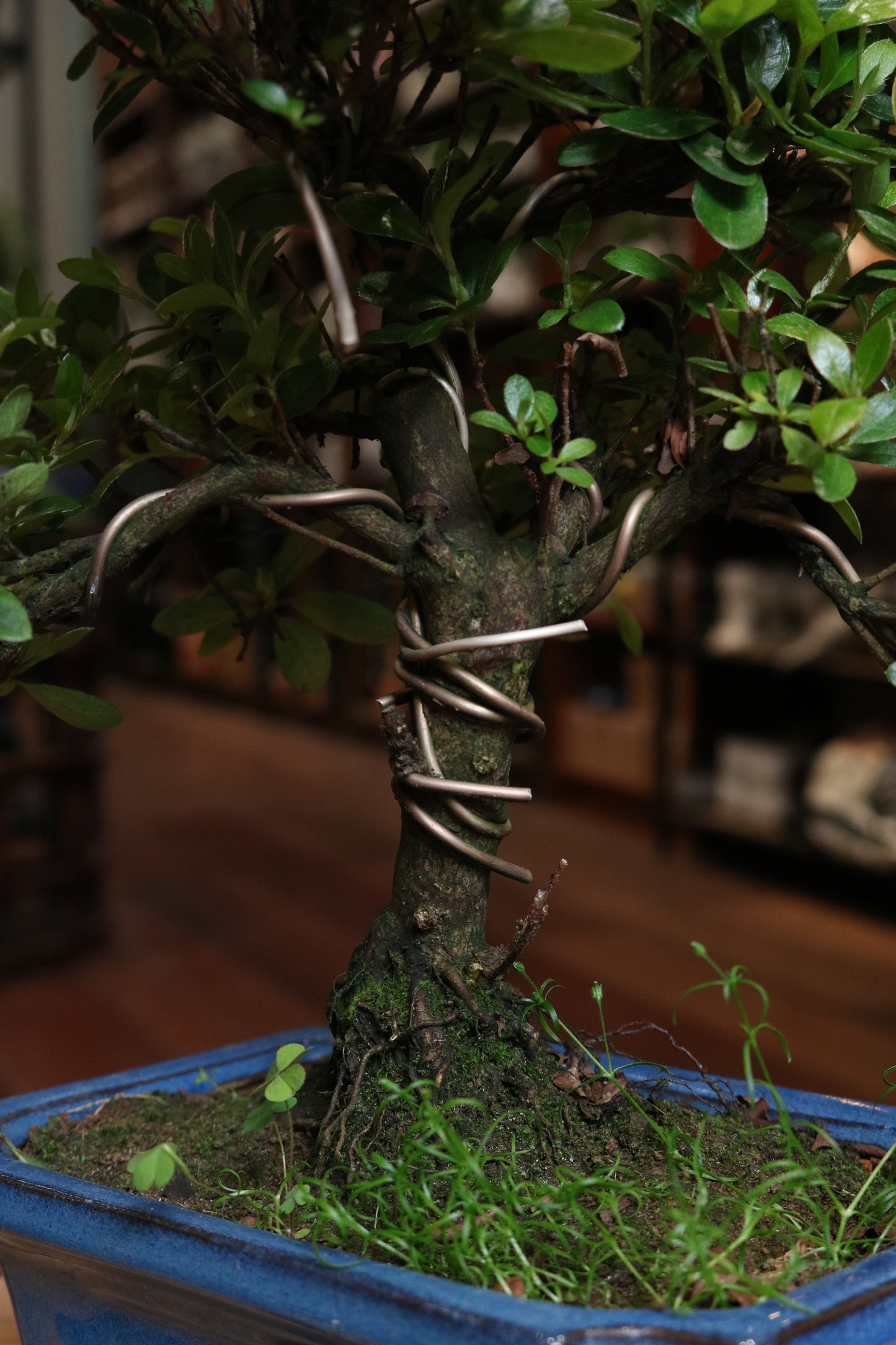 Rhododendron Bonsai