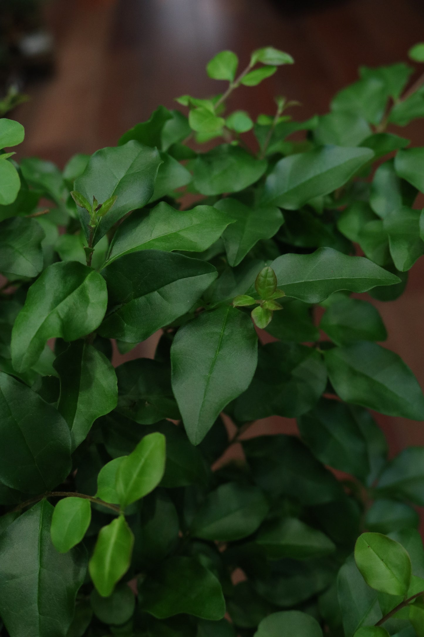 Ligustrum Bonsai (large)