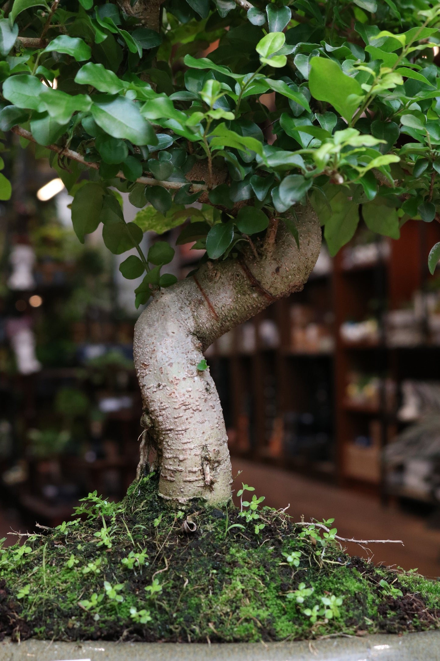 Ligustrum Bonsai (large)