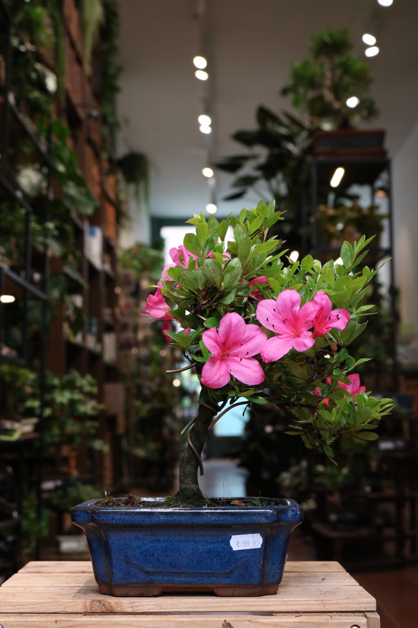 Rhododendron Bonsai