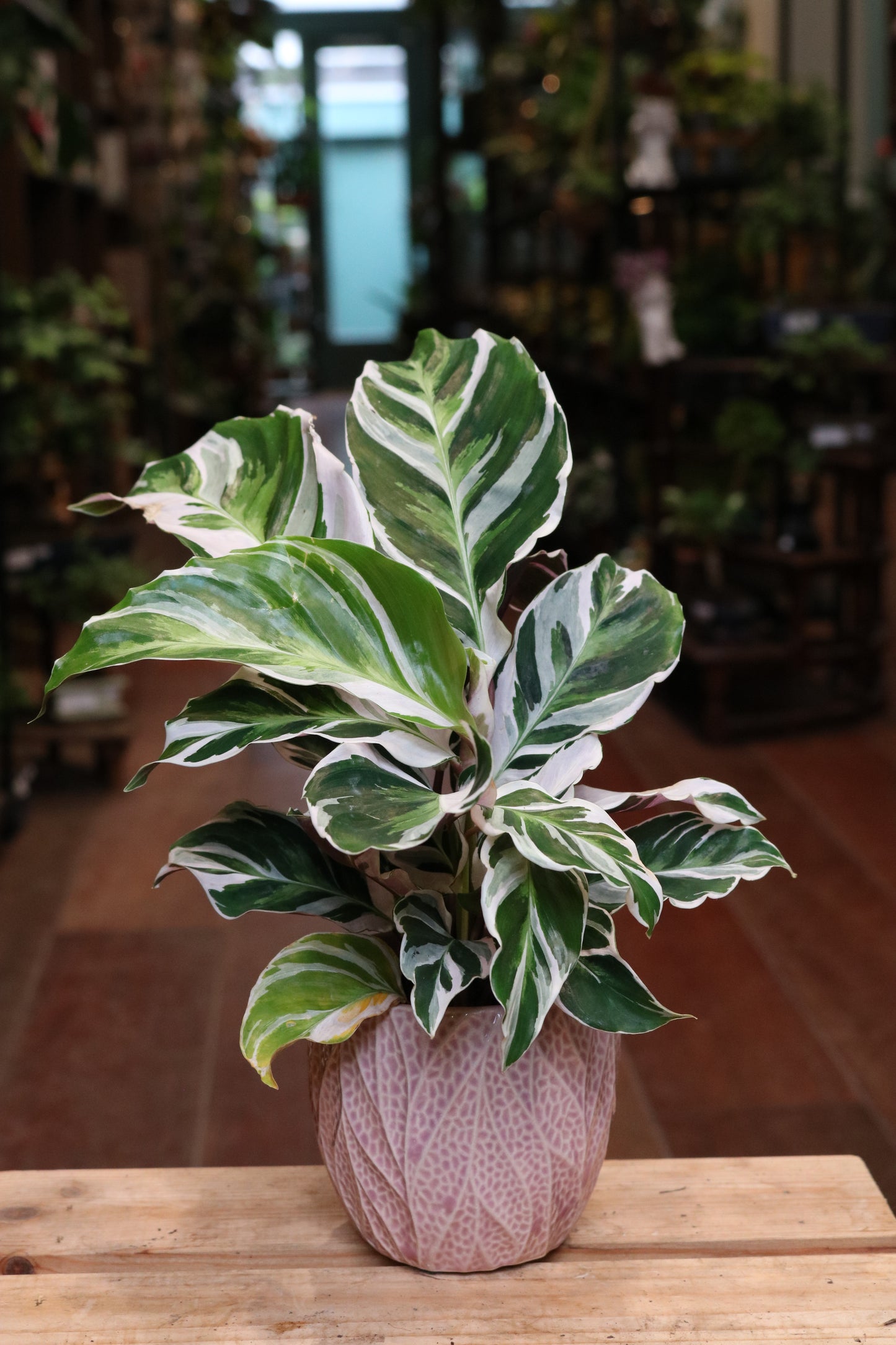 Calathea 'Fusion White' (mini)