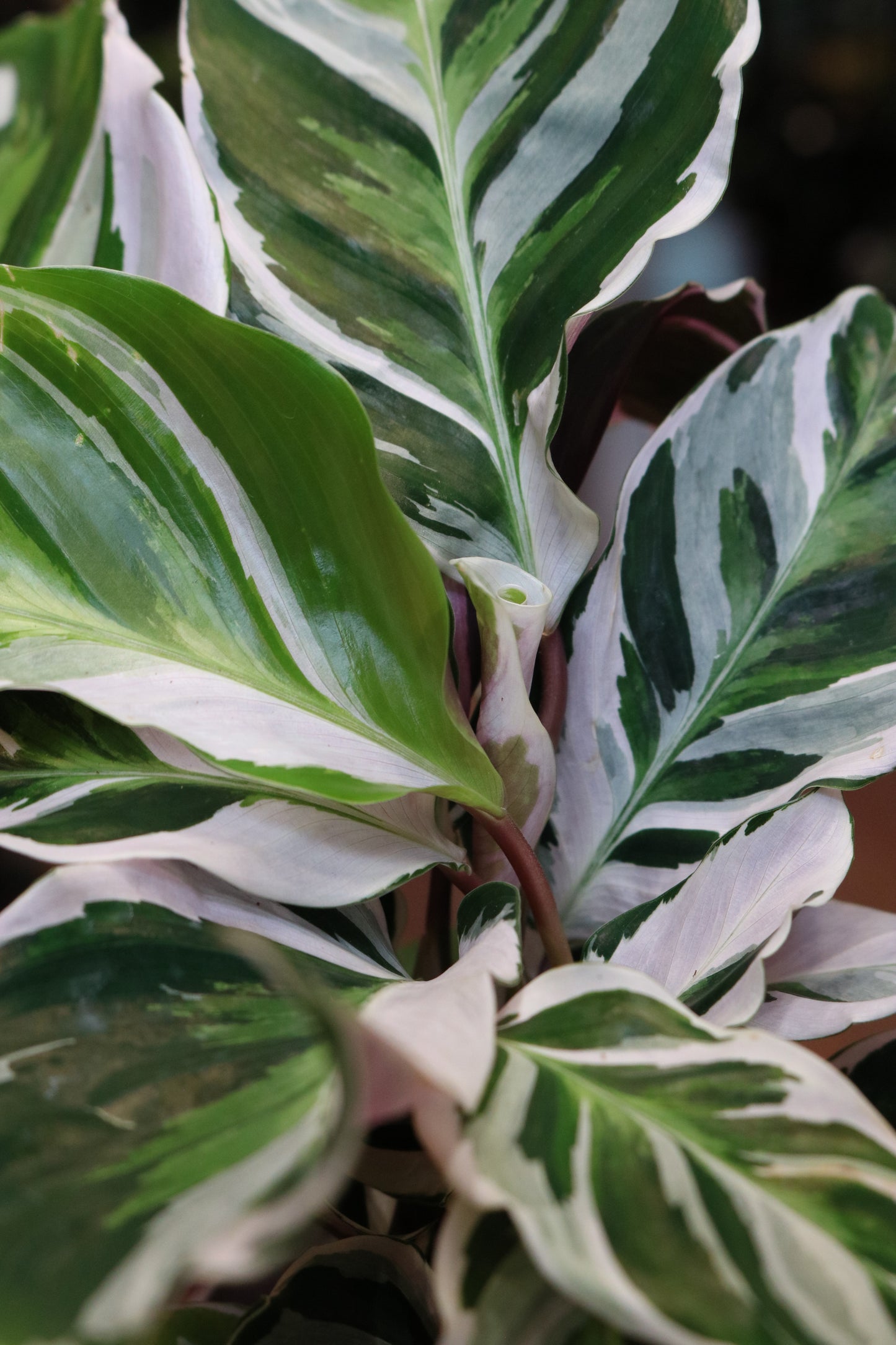 Calathea 'Fusion White' (mini)