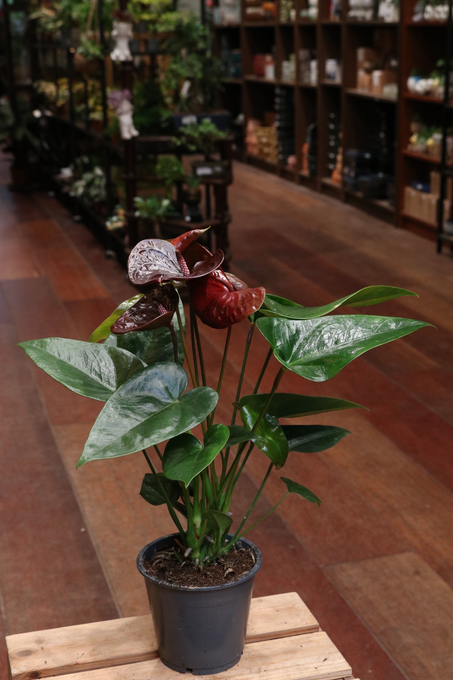 Anthurium (burgundy red)