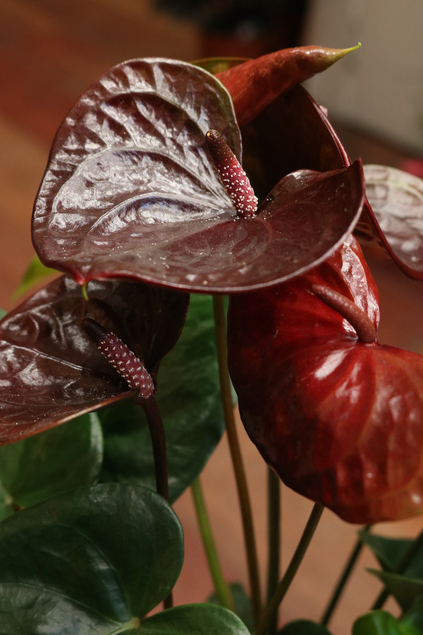 Anthurium (burgundy red)