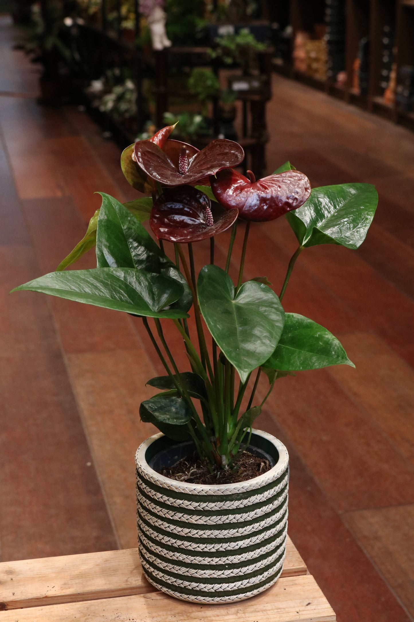Anthurium (burgundy red)