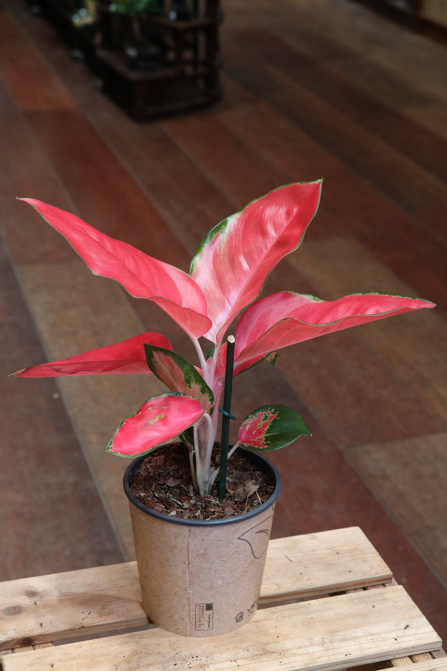 Aglaonema