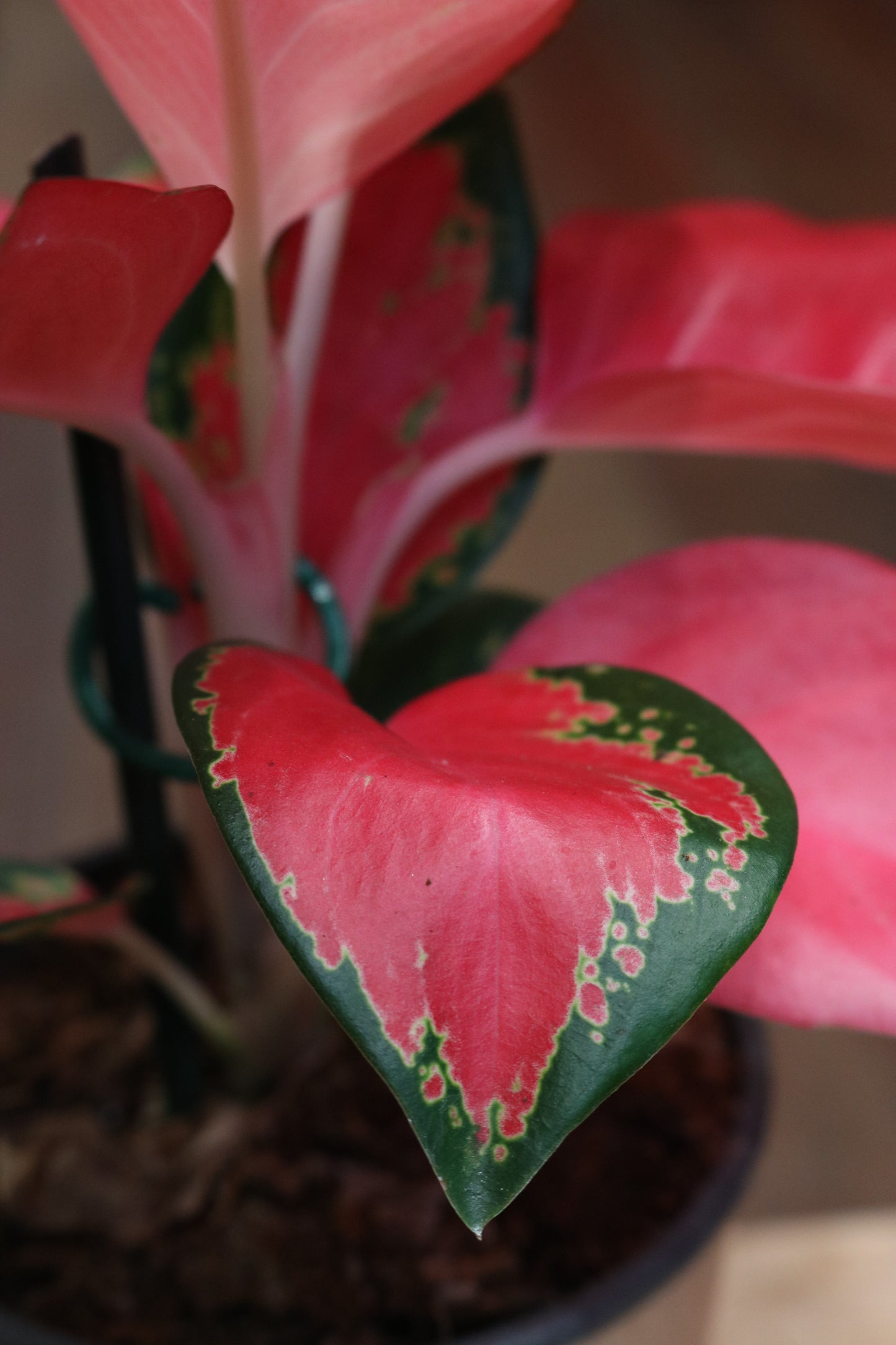 Aglaonema