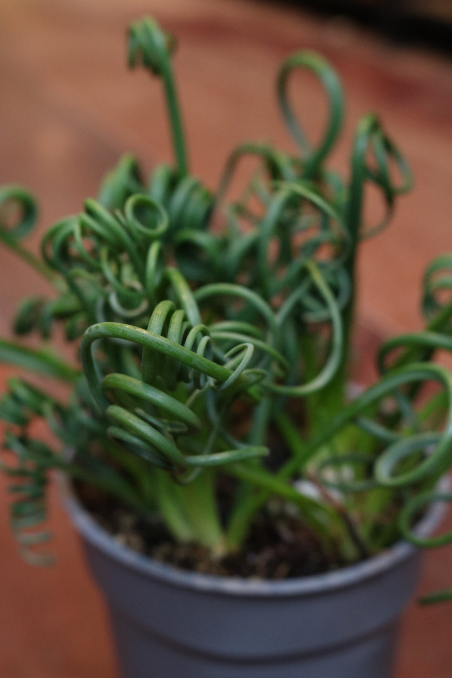 Albuca Spiralis